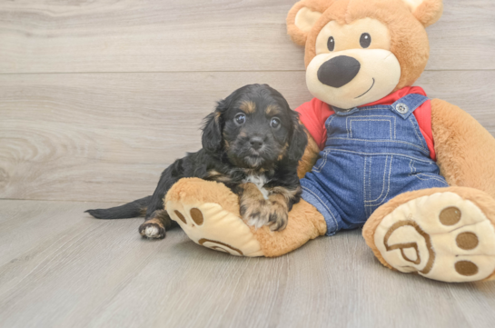 Best Cavapoo Baby