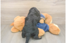 Playful Cavapoodle Poodle Mix Puppy