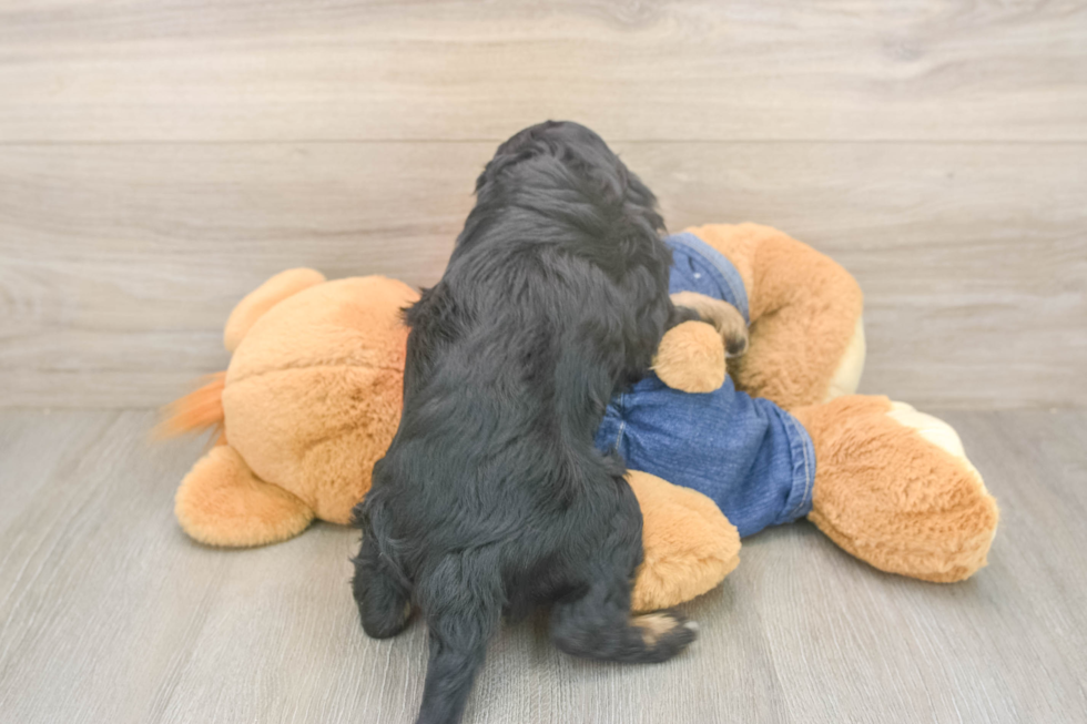 Playful Cavapoodle Poodle Mix Puppy