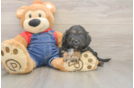 Smart Cavapoo Poodle Mix Pup
