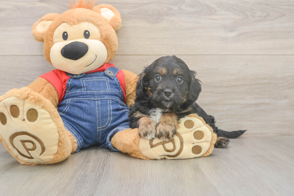 Smart Cavapoo Poodle Mix Pup