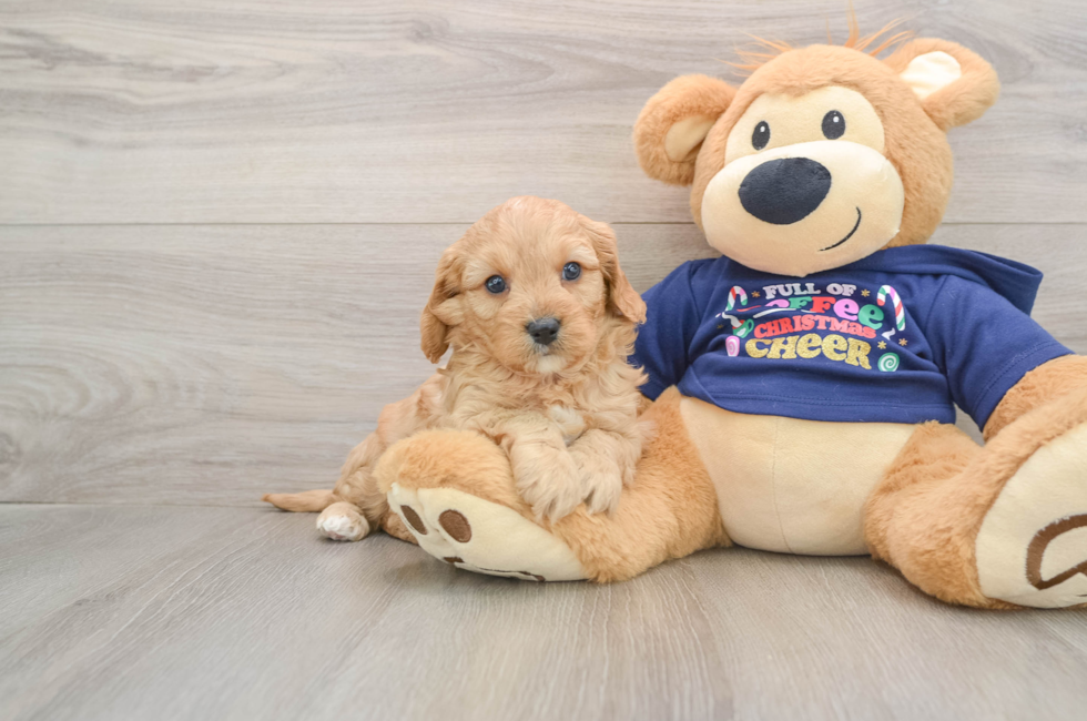 5 week old Cavapoo Puppy For Sale - Lone Star Pups