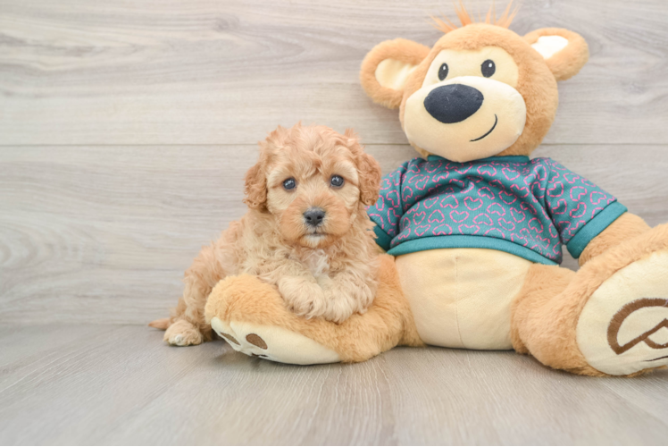 Funny Cavapoo Poodle Mix Pup