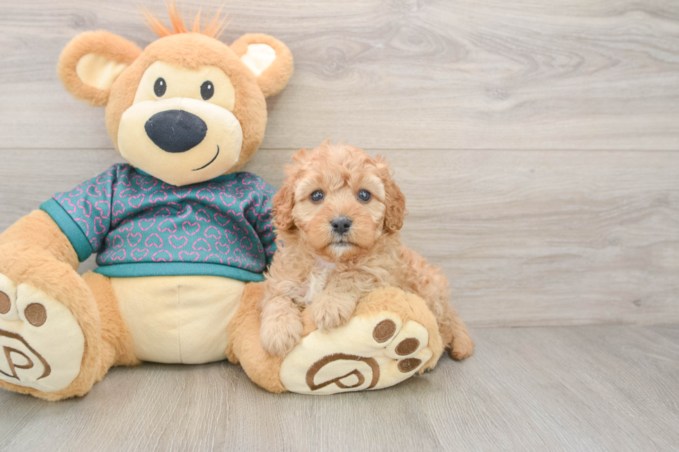 Cavapoo Puppy for Adoption
