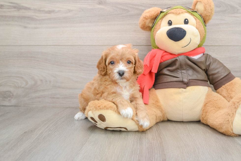 Funny Cavapoo Poodle Mix Pup