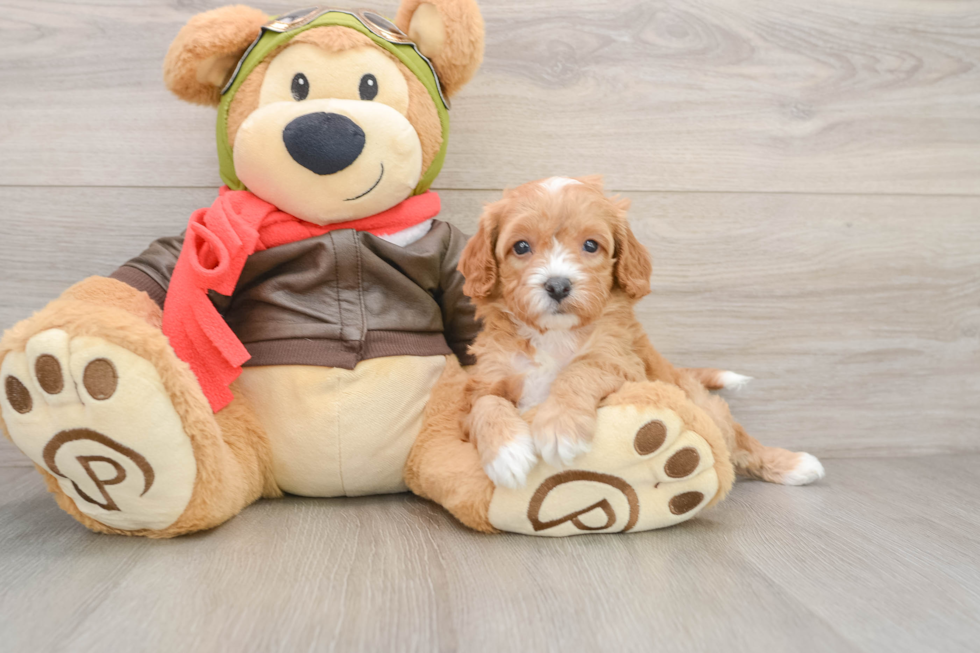 Petite Cavapoo Poodle Mix Pup