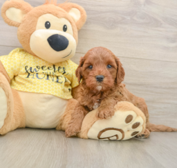 8 week old Cavapoo Puppy For Sale - Lone Star Pups