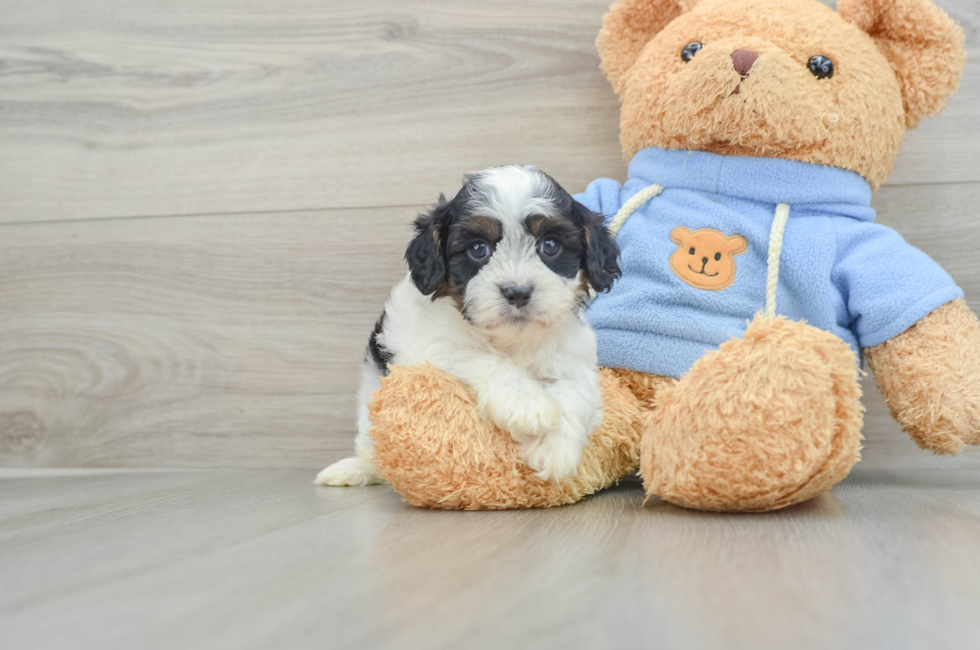 5 week old Cavapoo Puppy For Sale - Lone Star Pups