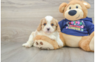 Cavapoo Puppy for Adoption