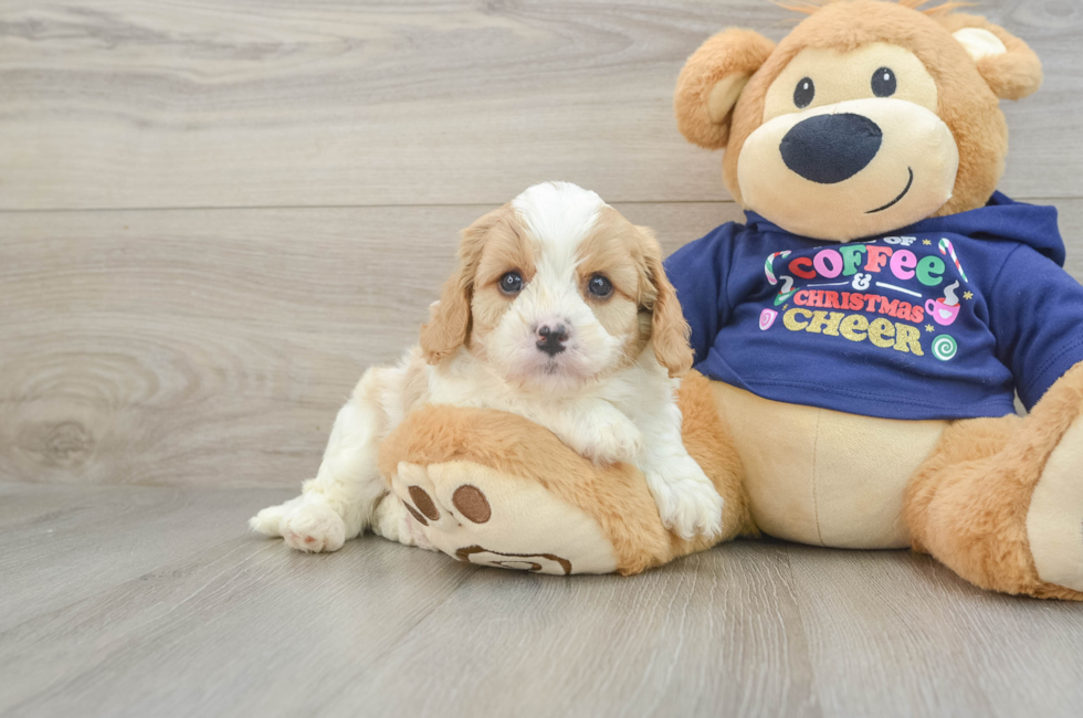 5 week old Cavapoo Puppy For Sale - Lone Star Pups