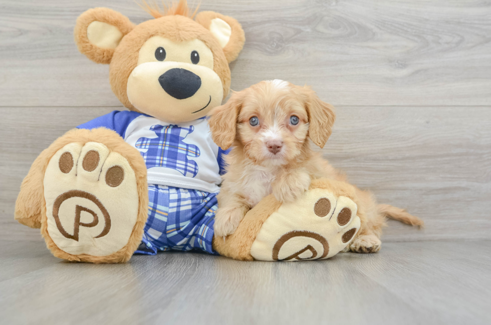 6 week old Cavapoo Puppy For Sale - Lone Star Pups