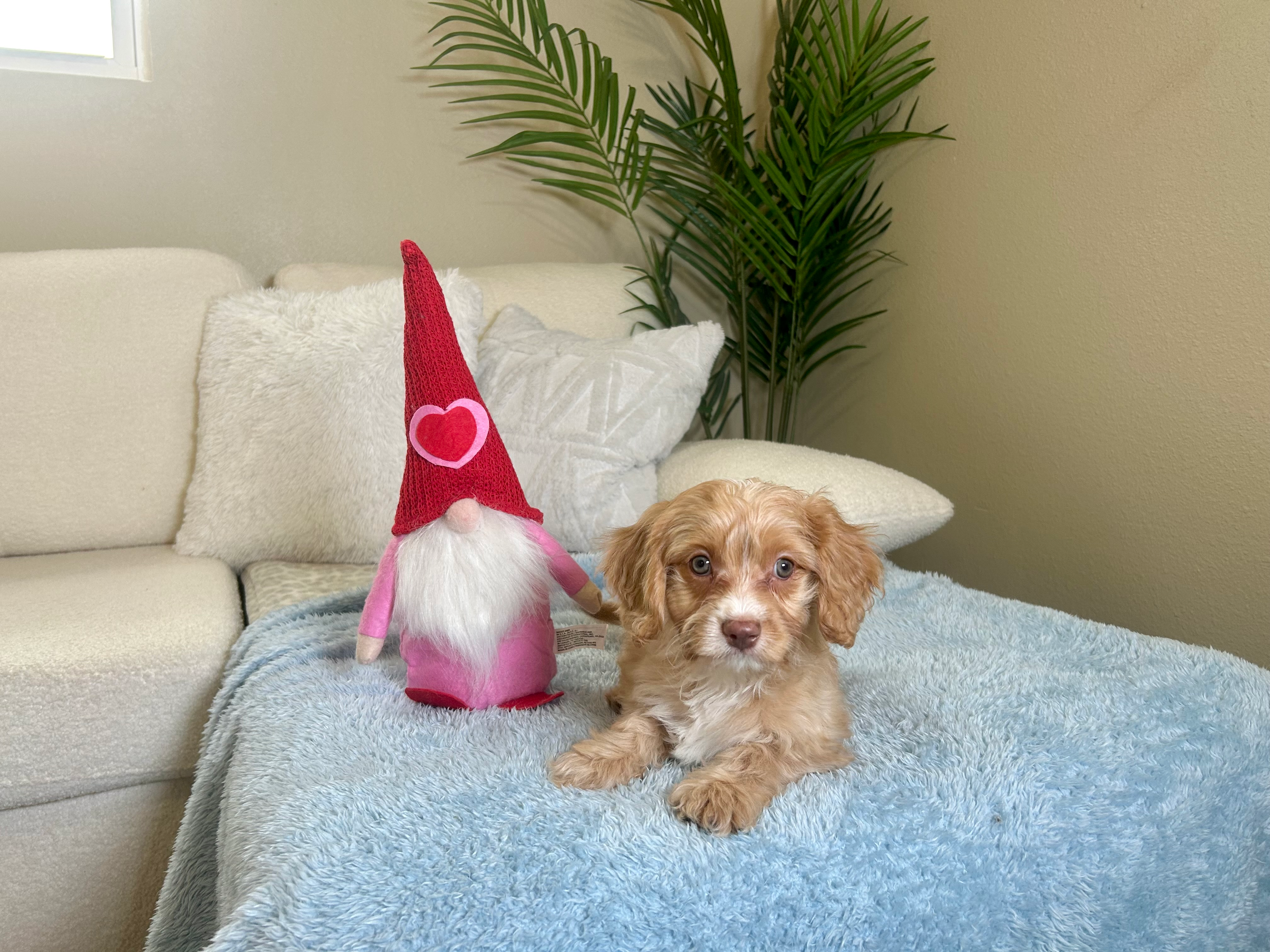 Cute Cavapoodle Poodle Mix Puppy