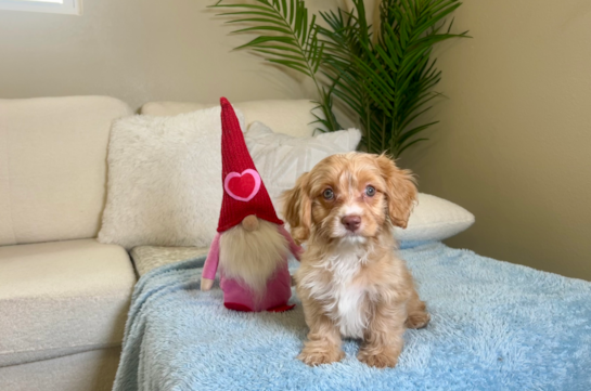 Cavapoo Pup Being Cute