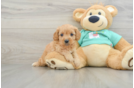 Best Cavapoo Baby