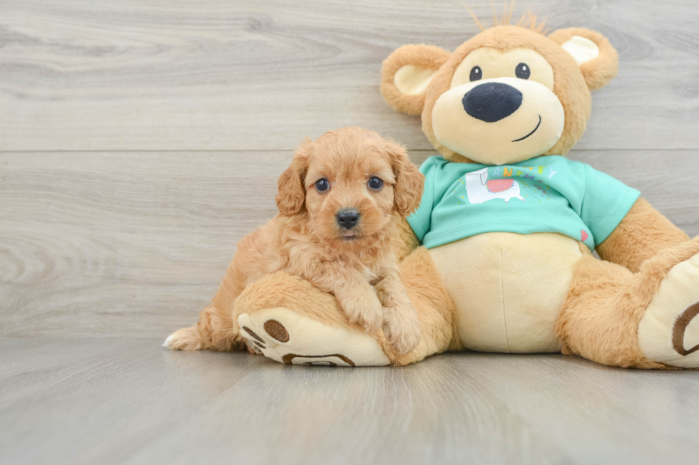 Best Cavapoo Baby