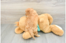Cavapoo Puppy for Adoption