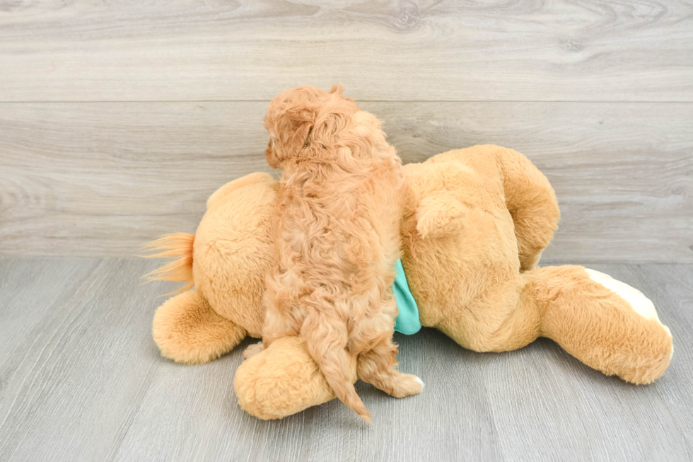 Cavapoo Puppy for Adoption