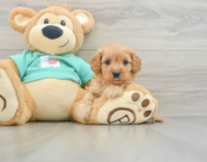 8 week old Cavapoo Puppy For Sale - Lone Star Pups