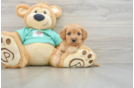 Energetic Cavoodle Poodle Mix Puppy