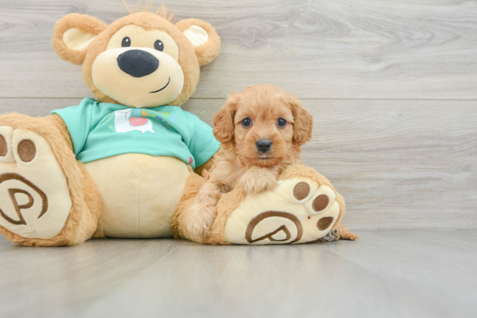 Energetic Cavoodle Poodle Mix Puppy