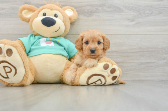 Energetic Cavoodle Poodle Mix Puppy