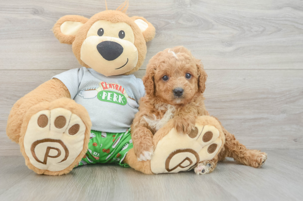 7 week old Cavapoo Puppy For Sale - Lone Star Pups