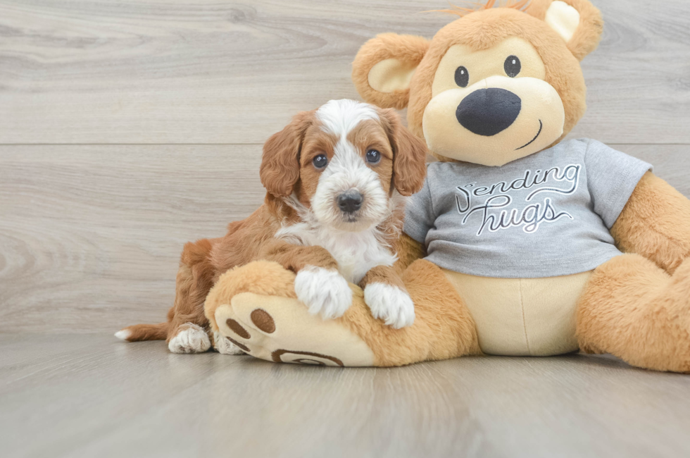 5 week old Cavapoo Puppy For Sale - Lone Star Pups