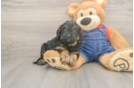 Small Cavapoo Baby