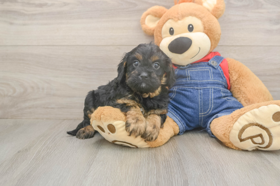 Small Cavapoo Baby