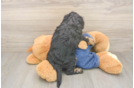 Hypoallergenic Cavadoodle Poodle Mix Puppy