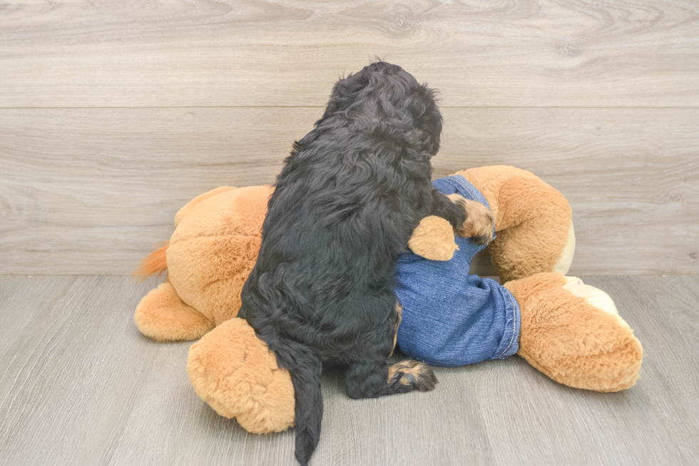 Hypoallergenic Cavadoodle Poodle Mix Puppy