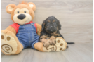 Friendly Cavapoo Baby