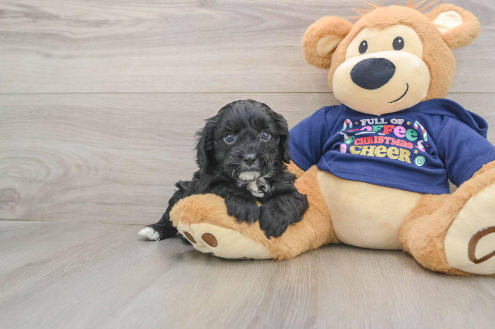 Happy Cavapoo Baby
