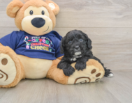 6 week old Cavapoo Puppy For Sale - Lone Star Pups