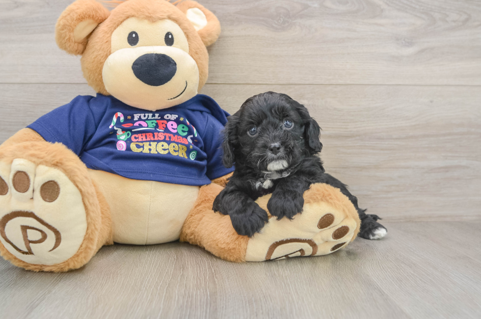 5 week old Cavapoo Puppy For Sale - Lone Star Pups