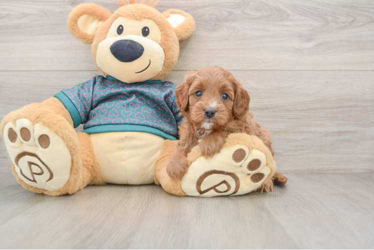Cavapoo Pup Being Cute