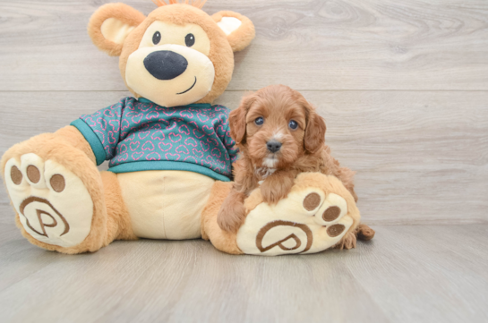 Cavapoo Pup Being Cute