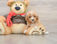 8 week old Cavapoo Puppy For Sale - Lone Star Pups