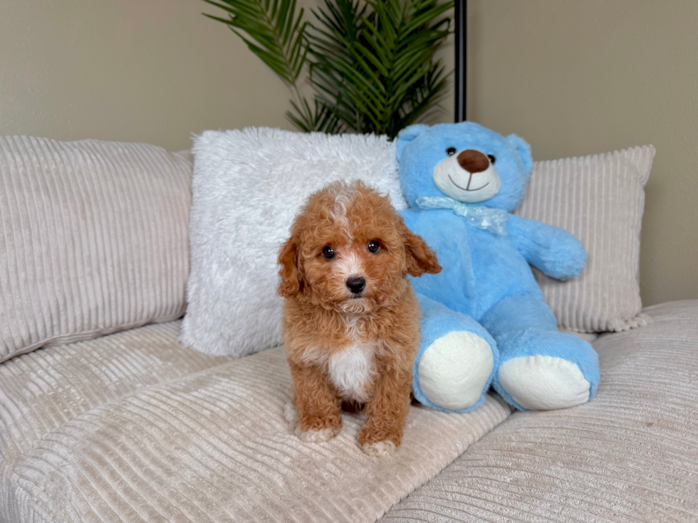 Cute Cavapoo Baby
