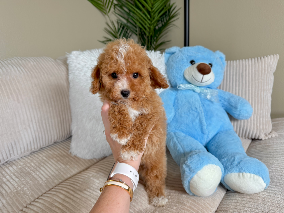 Cute Cavapoodle Poodle Mix Puppy
