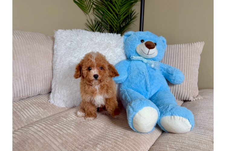 Cavapoo Puppy for Adoption