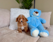 9 week old Cavapoo Puppy For Sale - Lone Star Pups