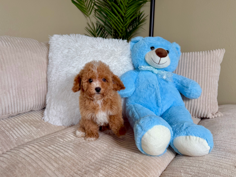 Cavapoo Puppy for Adoption