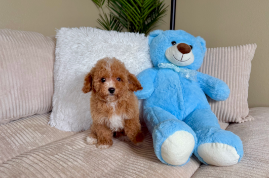 Cavapoo Puppy for Adoption