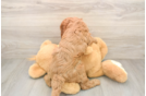 Best Cavapoo Baby