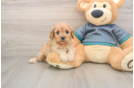 Best Cavapoo Baby