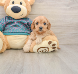 8 week old Cavapoo Puppy For Sale - Lone Star Pups