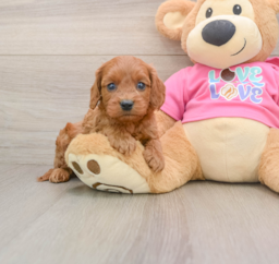 7 week old Cavapoo Puppy For Sale - Lone Star Pups