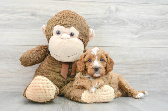 Cavapoo Puppy for Adoption