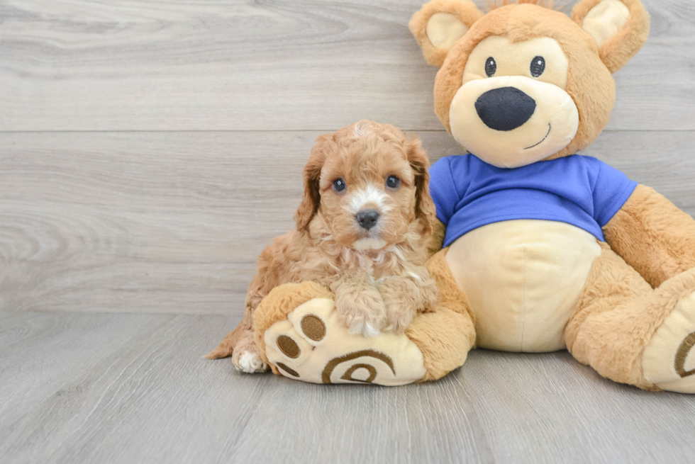 Cute Cavapoo Baby